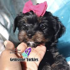 Our yorkies are eating, when they go home with you. Faq About Our Yorkies Gemstone Yorkies Boutique Exotic Rare Yorkies Merle Yorkies Breeder California Teacup Yorkie Puppies For Sale Colorful Yorkie Puppies Gold Blonde Yorkies Black Chocolate Blue Eyed Merle Yorkies White Yorkie Rare Colors Parti