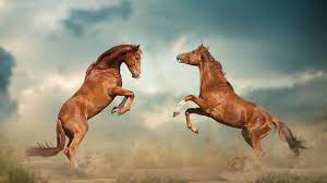 Are Wild Horses Dangerous Will They Attack