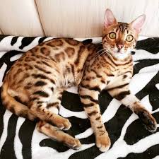 Bengal kittens will receive ratings that are based upon how many generations removed they are when someone breeds a bengal cat with an asian leopard these kittens will be considered f1s. Buy Bengal Cats Bengal Cattery Jungle Kitten