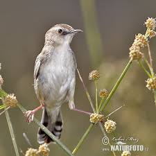 Krek krek kreekk dan ngebrem tetapi untuk betina hanya ngekrek saja krek krek krek krekk. Cici Padi Foto Gambar