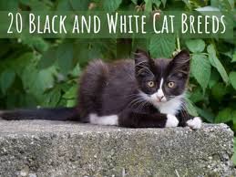 Ty beanie babies zip the black cat with white paws $24.96. 20 Black And White Cat Breeds Pethelpful