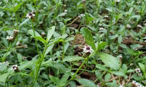 Image result for Phyla nodiflora