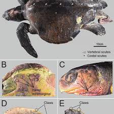 2, 3 or 4 week programs. The Male Olive Ridley Sea Turtle Lepidochelys Olivacea Found Dead At Download Scientific Diagram