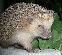 Für die verzierung bietet es sich an, die. Grossbritannien Errichtet Erstes Igel Schutzgebiet Proplanta De