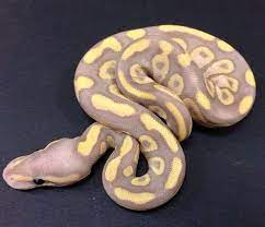 Chocolate Banana Ball Python Bhb Reptile Were The First Producers Of This Gorgeous New Morph That Was Produced In 2014 Ball Python Python Beautiful Snakes