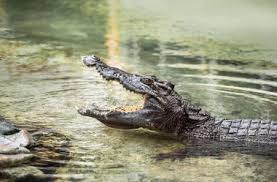 Check spelling or type a new query. 21 Best Things To Do In Hot Springs Ar