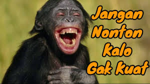 Karna gak cuma otot yang butuh istirahat, tapi juga otak. Aksi Kocak Monyet Meniru Manusia Video Lucu Monyet Ngakak Video Monyet Terkocak Youtube