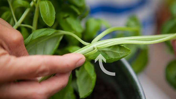 how to grow basil indoors