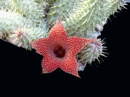 Image result for Huernia verekeri