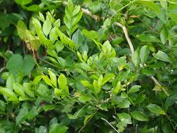 Image result for Murraya paniculata