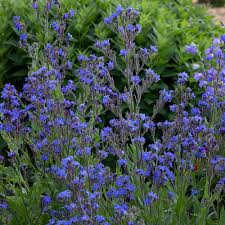 Image result for Halopegia azurea