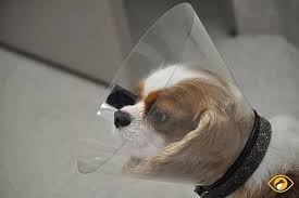 The natural inclination for all of us is to scratch a sore or itchy eye but that hinders healing so the doctor say don't scratch! Eye Protection Options For Your Dog Animal Vision Care Surgical Center
