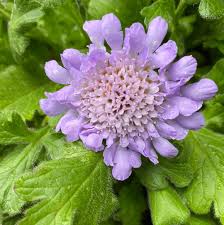 Image result for Scabiosa col.`Butterfly Blue`