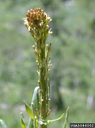 Image result for Turritis glabra