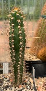 Image result for Polysphaeria harrisii