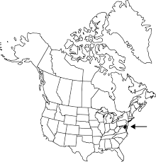 Image result for Hermbstaedtia