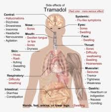 For more anatomy content please follow us and visit our website: Side Effects Of Tramadol Human Body Diagram Hd Png Download Kindpng