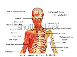 Muscle anatomy quiz for anatomy and physiology! Shutterstock Puzzlepix