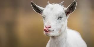 The domestic goat or simply goat (capra aegagrus hircus) is a subspecies of c. Yoga With Baby Goats Events In Arlington Vereinigte Staaten Eventbrite