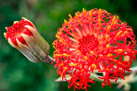 Image result for Kleinia abyssinica