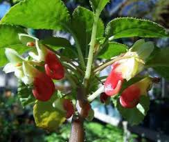 Image result for Impatiens niamniamensis