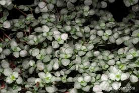 Image result for Pilea angolensis