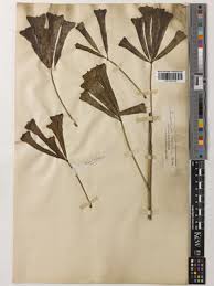 Image result for Astropanax myrianthus