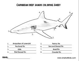 Pin By Cate Armstrong On School Shark Activities Shark Educational Activities