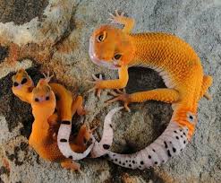 Black And White Lizard Arizona Firefox Enigma Designer Geckos Sedona Arizona Cute Reptiles Cute Lizard Cute Gecko