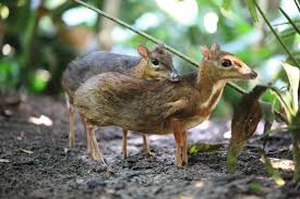 Peromyscus is a genus of rodents. Mouse Deer Khao Sok National Park Thailand