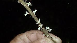 File:Daphnopsis racemosa Griseb. (14286699623).jpg - Wikimedia Commons
