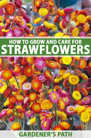 How To Grow Strawflowers And Everlasting Flowers Strohblumen Anbau Und Blumen