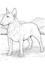 Free printable bull terrier pattern. Dog Coloring Pages By Yuckles Dog Coloring Page Bull Terrier Art Animal Drawings