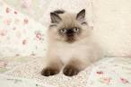 View our Doll Face Himalayan Kittens for Sale