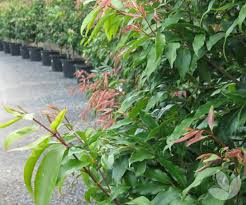 There are many different ways to use plants to achieve these goals. Reclaiming Privacy With Screens Hedges Collections Speciality Trees