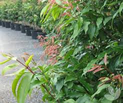 The ornamental shrub is used to create privacy fences and informal landscaping boundaries such as a. Reclaiming Privacy With Screens Hedges Collections Speciality Trees