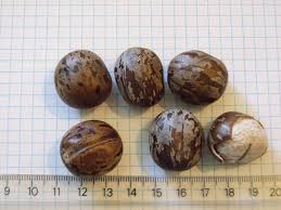 Image result for Hevea brasiliensis