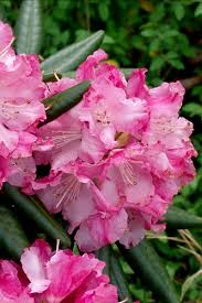 Divine southgate rhododendron, evergreen flowering shrub. Buy Heat Tolerant Southgate Rhododendrons For Sale Online With Free Shipping From Wilson Bros Gardens Since 1989