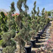 Image result for spiral cut juniper trees