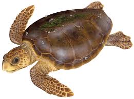 Image result for turtle