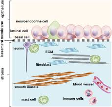 Image result for Expressed Prostatic Secretion