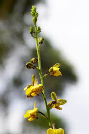 Image result for Eulophia streptopetala