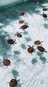 Water Aesthetic In 2020 Cute Wallpaper Backgrounds Animal Wallpaper Animals