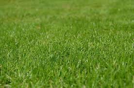 Namun tetap saja yang namanya nature strip yang ditumbuhi rumput harus tetap dipotong. Buru Buru Padang Rumput Rumput Hias Musim Semi Tumbuh Hijau Halaman Rumput Inggris Mesin Pemotong Rumput Perawatan Kebun Alam Liegewiese Pikist