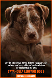 Find a catahoula leopard dog puppy from reputable breeders near you and nationwide. How To Breed Catahoula Leopard Dogs History Litter Size Faq