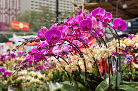 Chinese New Year 2020 A Hong Kong Itinerary Tatler Hong Kong