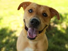13 Gorgeous Golden Retriever Mixes You Just Have To See