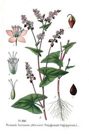 Image result for Fagopyrum