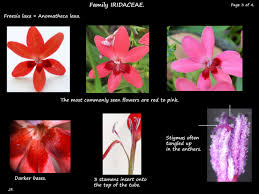 Image result for Freesia laxa