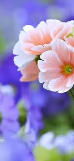 Maybe you would like to learn more about one of these? Beautiful Flowers Wallpaper 1125x2436